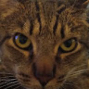 Meet your Posher, Blade